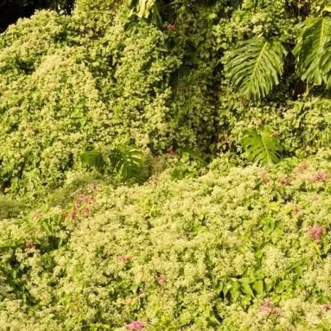 thumbnail for publication: Mile-A-Minute (Mikania micrantha): A New Weed in South Florida